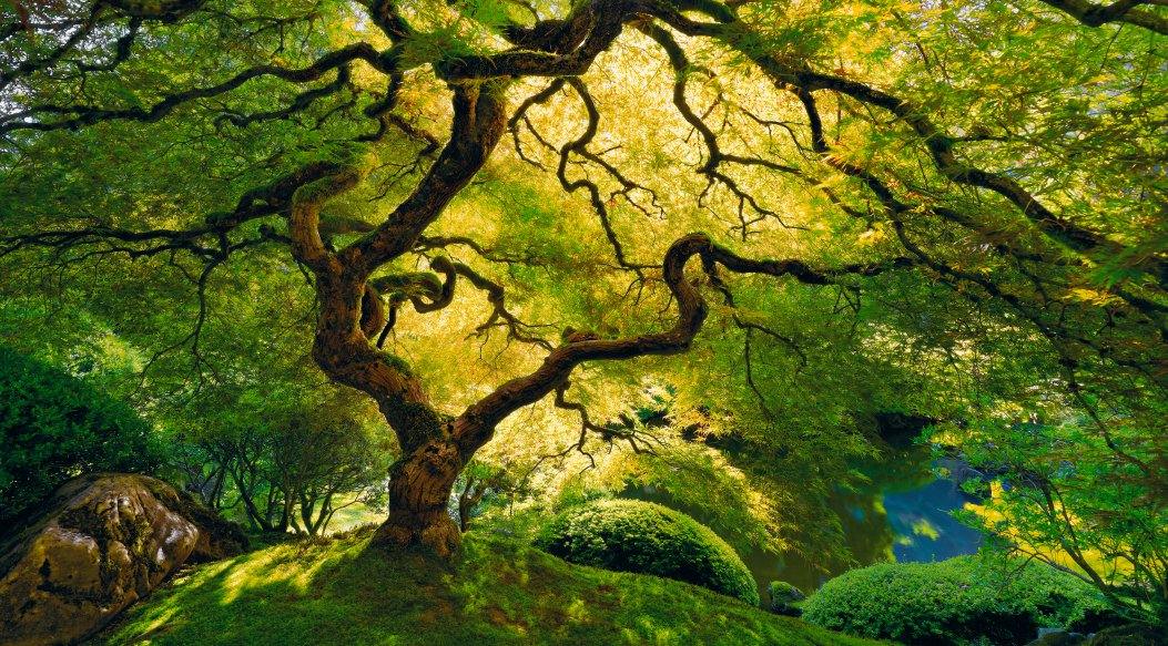 Another Peter Lik Masterpiece Exhibited at Smithsonian