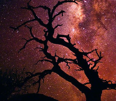 Silouette of a leafless tree on the mountainside of Mauna Kea Hawaii below a sky filled with stars and the Milky Way