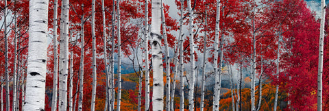 Photograph from Peter Lik of white trees with red leaves titled Autumns Dream | LIK Fine Art