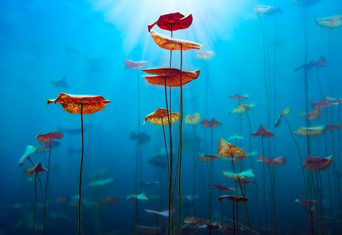 Photograph from Peter Lik of underwater plants in sunlight titled Azure Bloom | LIK Fine Art