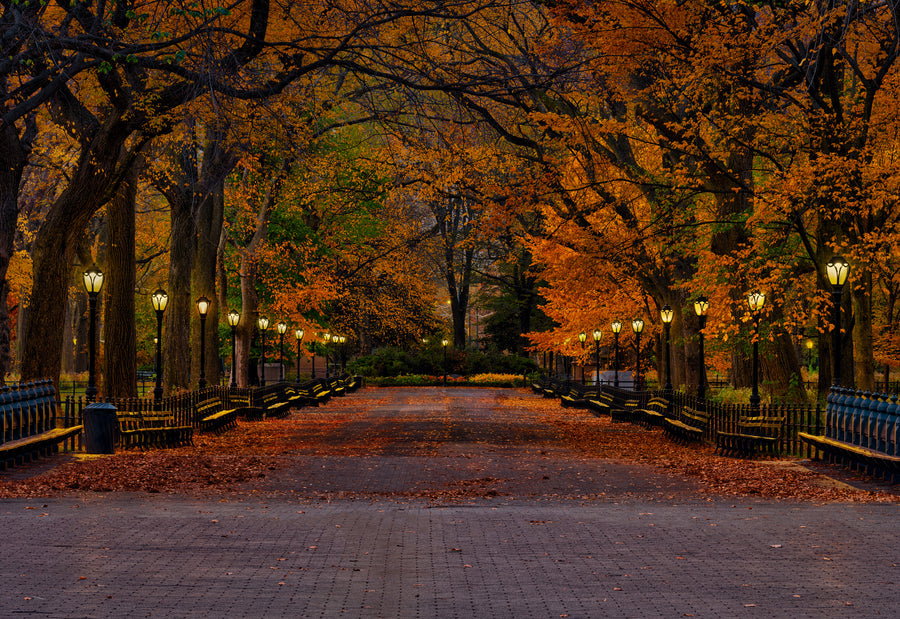 Photograph by Peter Lik titled Evening in the Park | LIK Fine Art