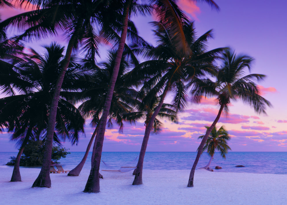Palm trees on the white sand beaches of Islamorada Florida during a pink and purple sunset