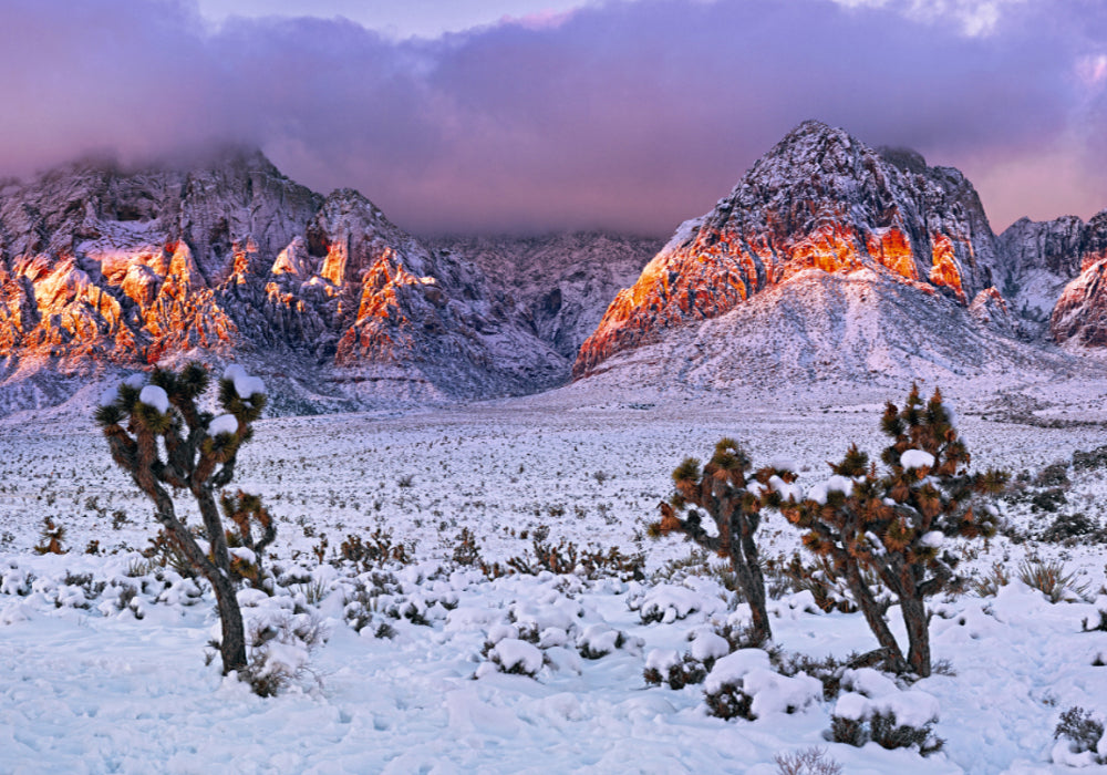 Snow covered joshua trees desert floor and mountians of Red Rock Canyon Nevada