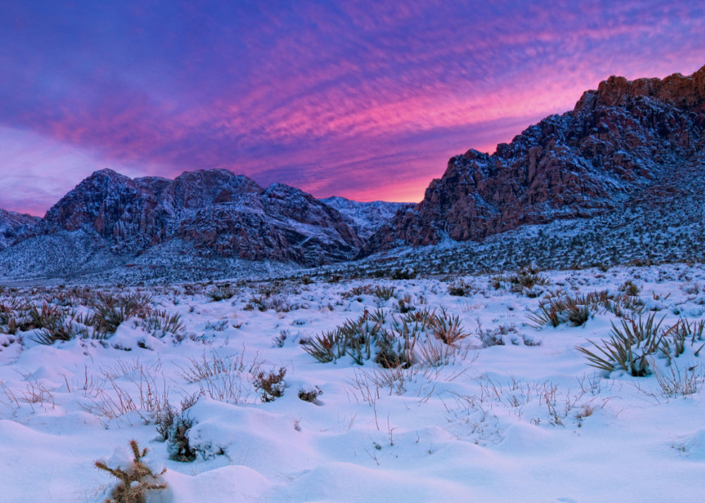 Photograph of Snow covered yucca plants desert floor and mountains of Red Rock Canyon Nevada. | LIK Fine Art