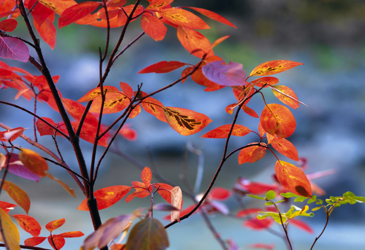 Autumn colored Maroon Bells mountainside and storm clouds overhead reflecting off of Maroon Lake Colorado