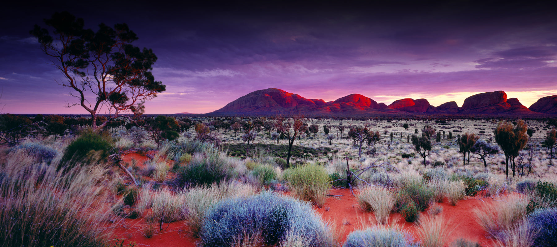 Multi color sunrise in the brush filled desert with the stone formation of Kata Tjuta National Park Australia in the background