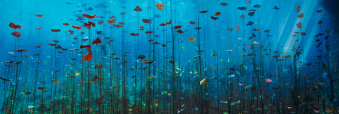 Photograph from Peter Lik of underwater plants in sunlinght titled Lilies of the Secret Waters | LIK Fine Art