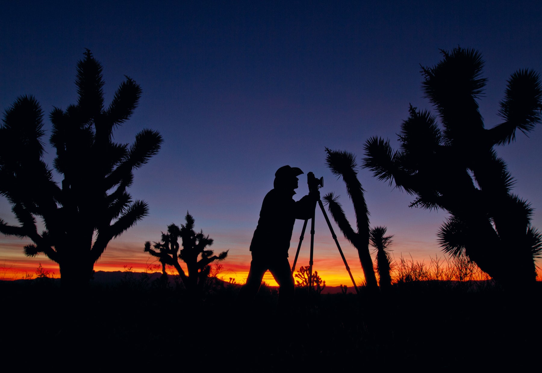Silhouetted portrait of Peter Lik taking a photo at Joshua Tree National Park at twilight in a grove of Joshua trees.