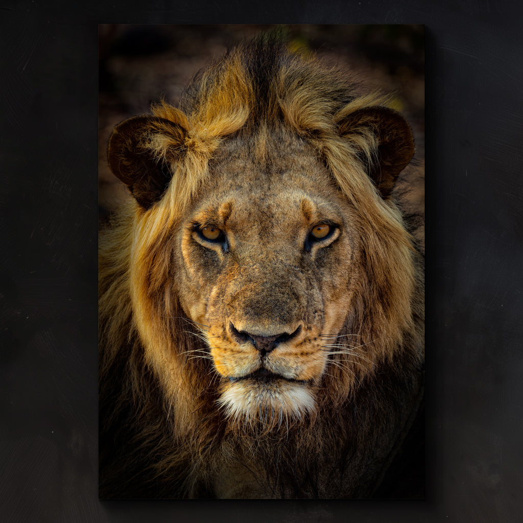 Pride – Zambia Lion Photography Peter Lik - Main Image