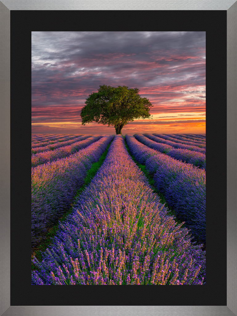 Reine Violette – Lavender Fields of Provence | Peter Lik