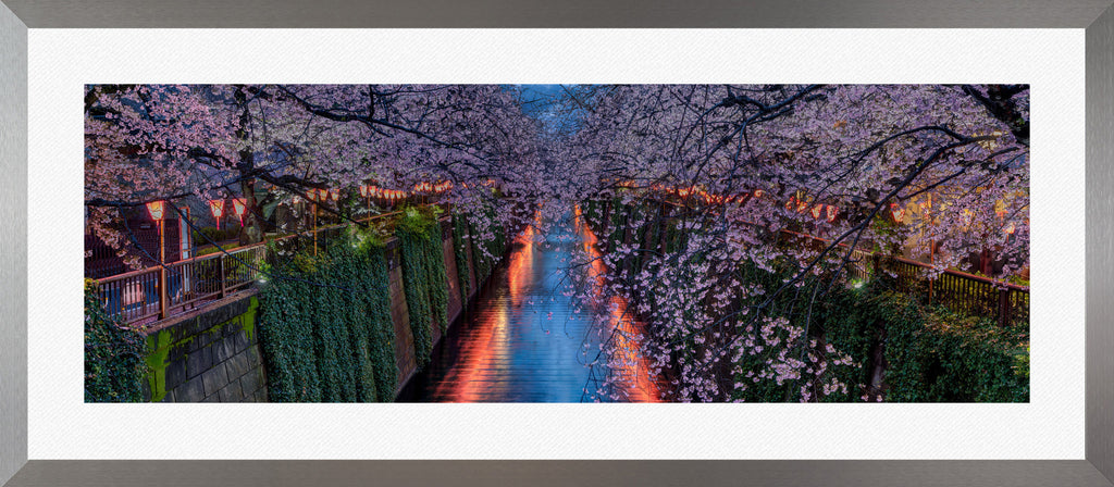 Sakura Elegance: The Timeless Allure of the Japan Cherry Blossom