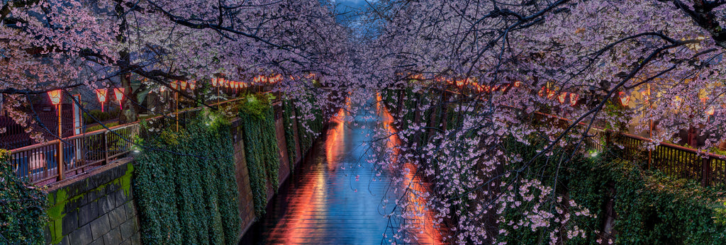 Sakura Elegance: The Timeless Allure of the Japan Cherry Blossom