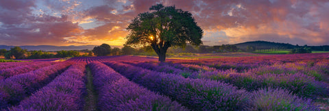 Sun shining through a single tree in the middle of purple rows of lavender at Morning in Valensole France | LIK Fine Art