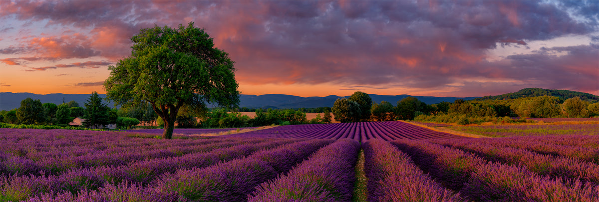 Photograph from Peter Lik titled "An Evening In France" featuring the lavender fields of France in the morning. | LIK Fine Art