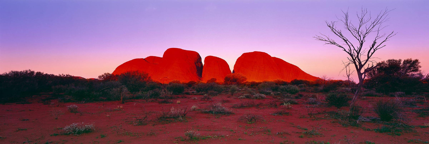 Large domed stone formation Kata Tjuta during sunset surrounded by the desert of Uluru-Kata Tjuta National Park Australia