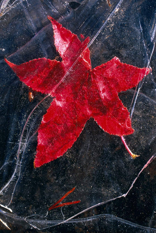 Close up of a red Maple leaf frozen in the top layer of the Salmon River Idaho