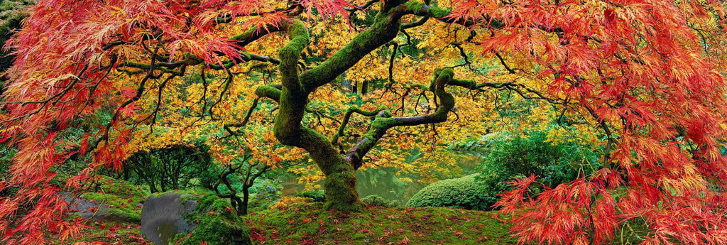 Autumn Spirit - Fine Art Photograph by Peter Lik