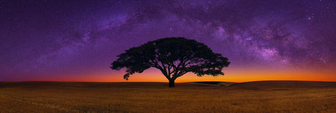 Silhouette of a single tree in a field with the horizon glowing below a star lit skies