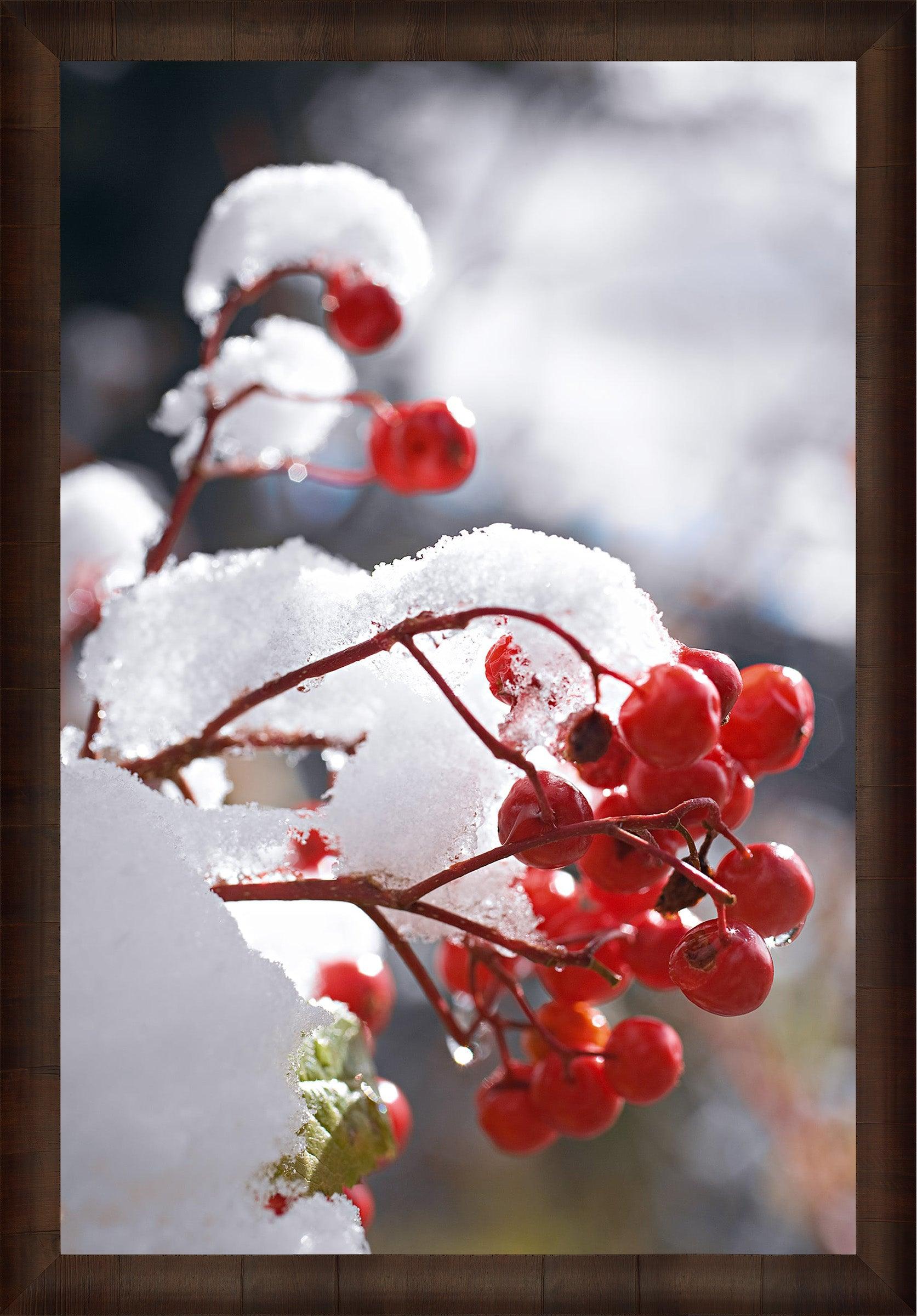 Close up of red berries on a branch covered with snow in Niagara Falls New York with a brown frame