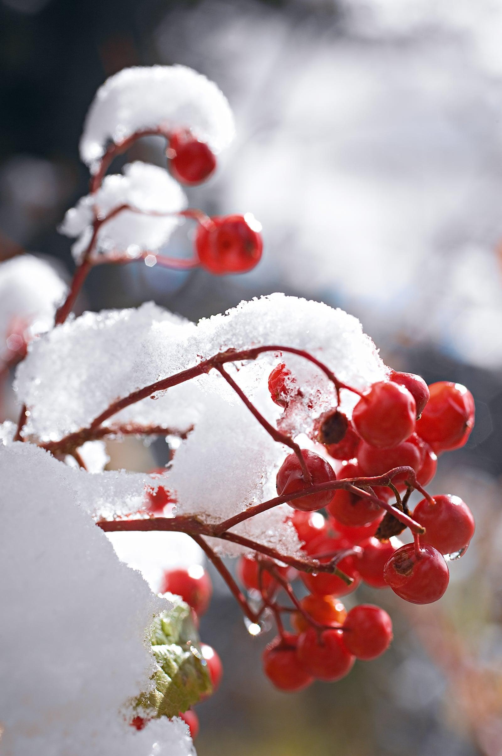 Close up of red berries on a branch covered with snow in Niagara Falls New York with a brown frame