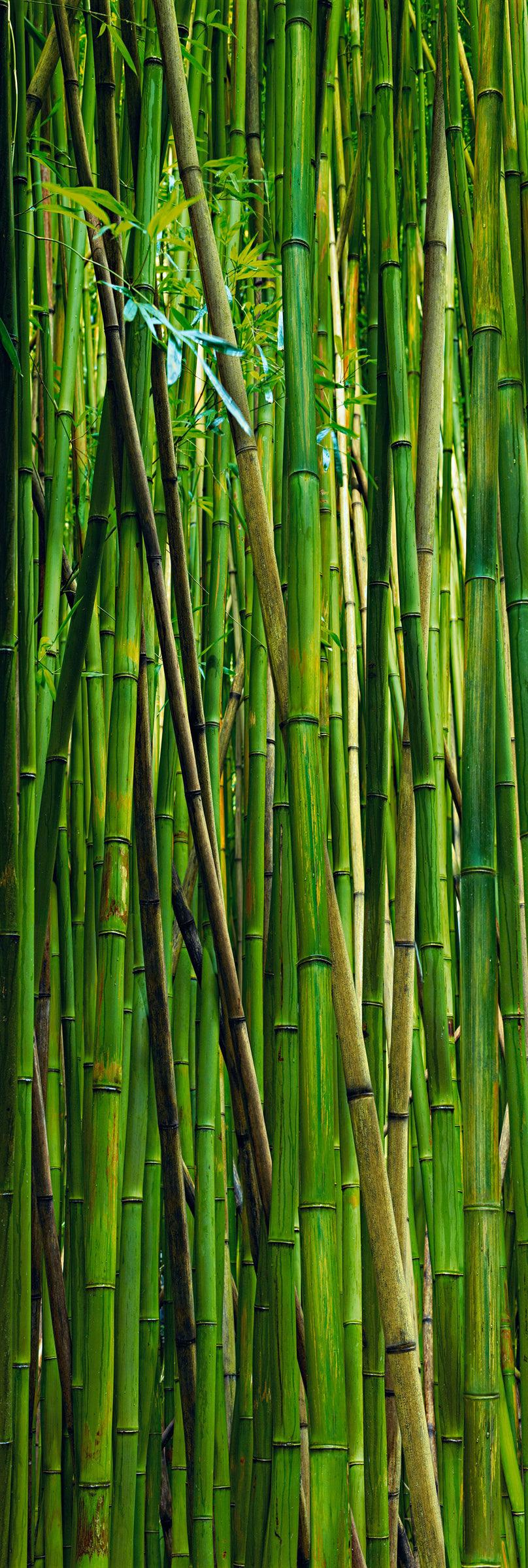 Wall of green and brown bamboo in the rainforest of Hana Hawaii