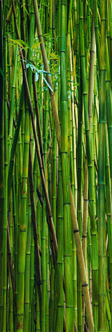 Wall of green and brown bamboo in the rainforest of Hana Hawaii