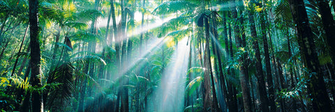 Sun burst shining through trees in the World Heritage Rainforest on Fraser Island Australia