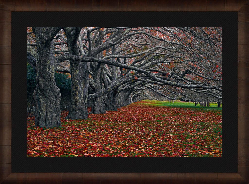 Enchanted | Fine Art Photograph by Peter Lik