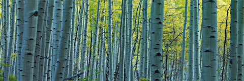 Sunlight filtering filtering through the green and yellow leaves of a Birch tree forest in Colorado