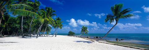 Palm trees on a white sand beach in Islamorada Florida