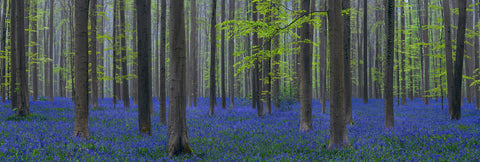 Forest with bright green leaves in Brussels Belgium filled with purple wildflowers 
