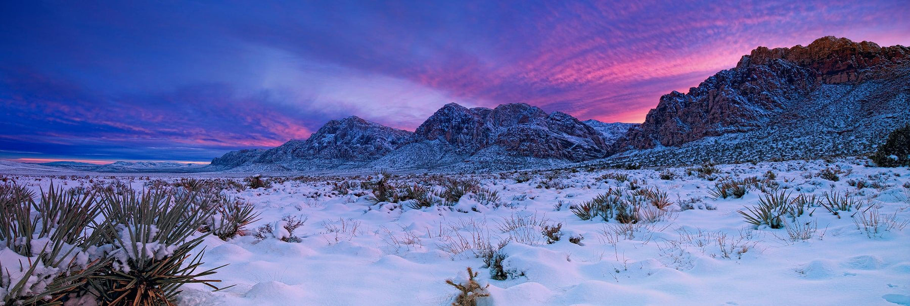 Snow covered yucca plants desert floor and mountains of Red Rock Canyon Nevada