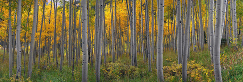 Forest of white aspen trees covered with yellow leaves in Aspen Colorado