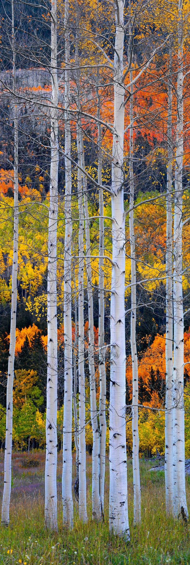Section of white birch trees in a grass field surrounded by an Autumn colored forest in Aspen Colorado