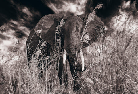 Black and white Elephant with tusks in yellow grass with a cloud filled sky