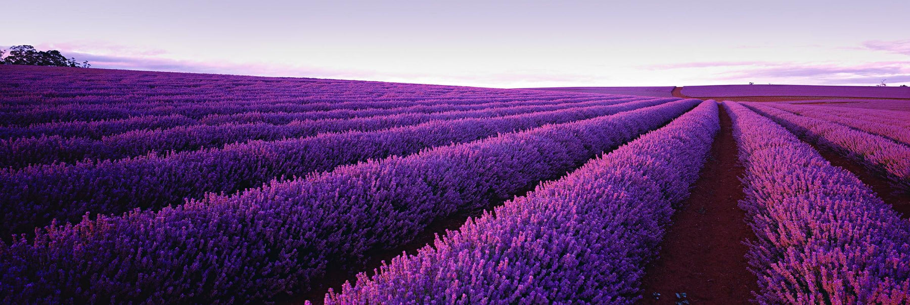 Endless field of purple lavender bushes in Tasmania, Australia