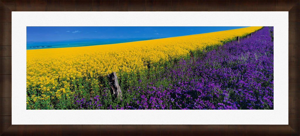 Peter Lik - Lavender Hill 