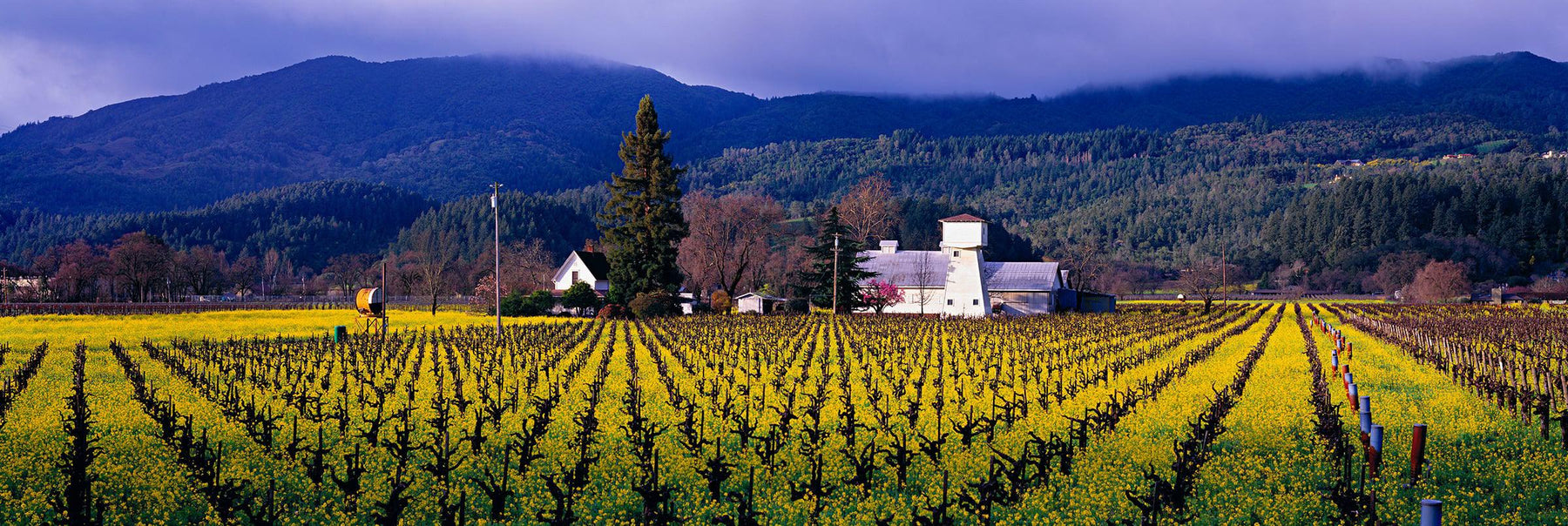 Vineyard with rows of grape plants in Napa California surrounded by mustard flowers in Spring