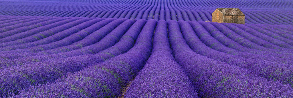 Lavender Field in France | Open Edition Print - Peter Lik