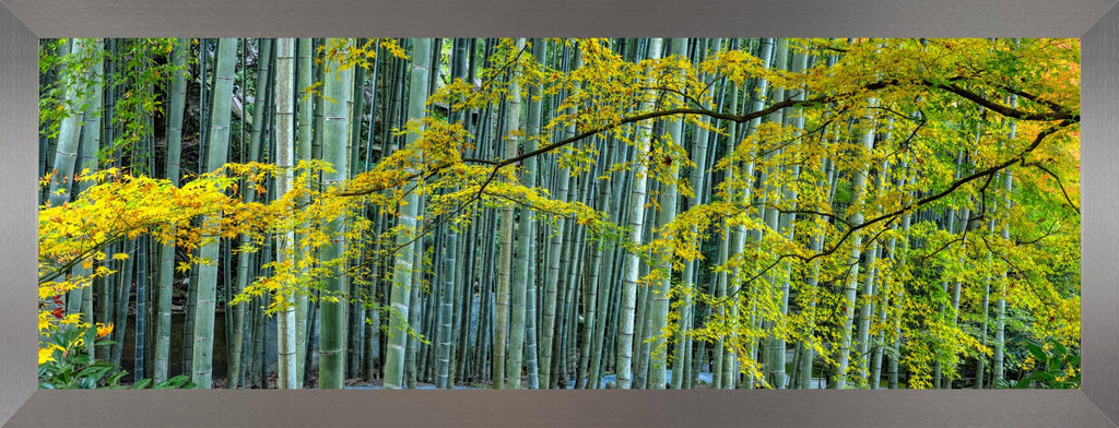 その他 bamboo Strong as Bamboo: How Yamachiku Beat the Odds and Revived a Dying