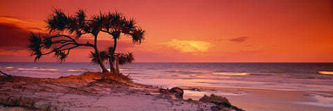 Pandanus tree in the foreground of the sand dune beach of Fraser Island Australia at sunrise