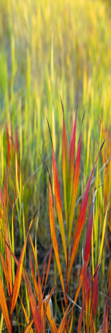 Close up of orange red and green blades of grass in Grand Teton National Park Wyoming