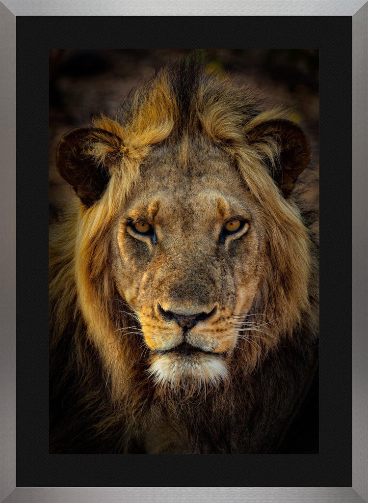 Pride – Zambia Lion Photography | Peter Lik