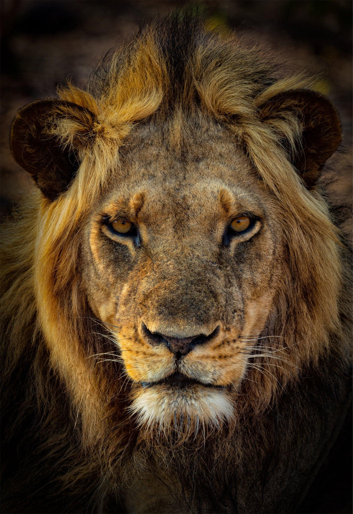 Pride – Zambia Lion Photography | Peter Lik