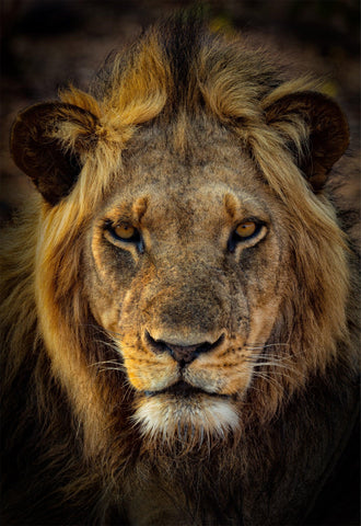 Photograph from Peter Lik of a lion staring at the camera titled Pride. - LIK Fine Art
