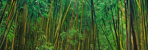 Walls of green and yellow bamboo in the rainforest of Hana Hawaii