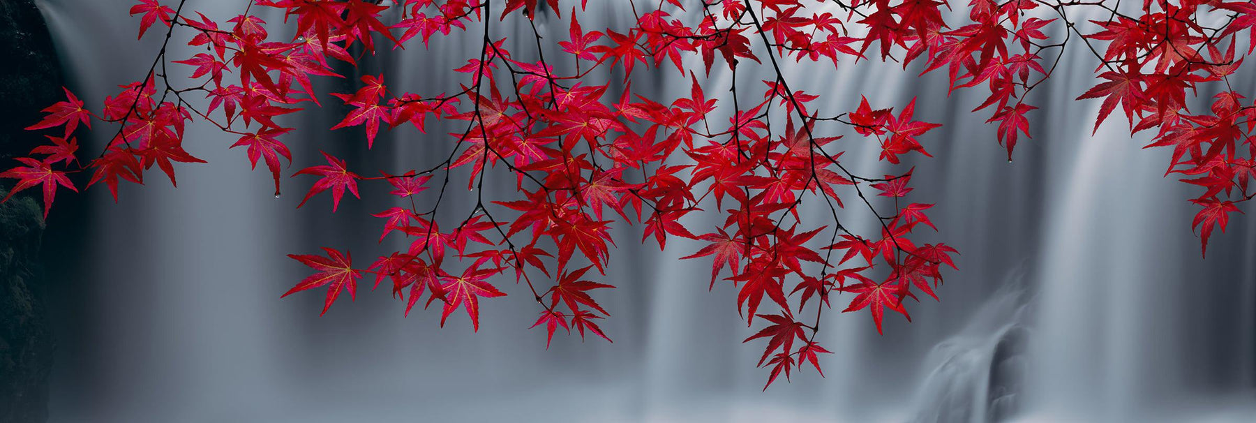 Wet red maple leaves hanging in front of a white and grey waterfall in Washington