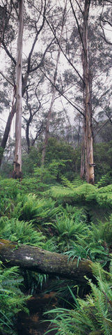 Silver Gum trees in a fern filled rainforest of Blue Mountains National Park Australia