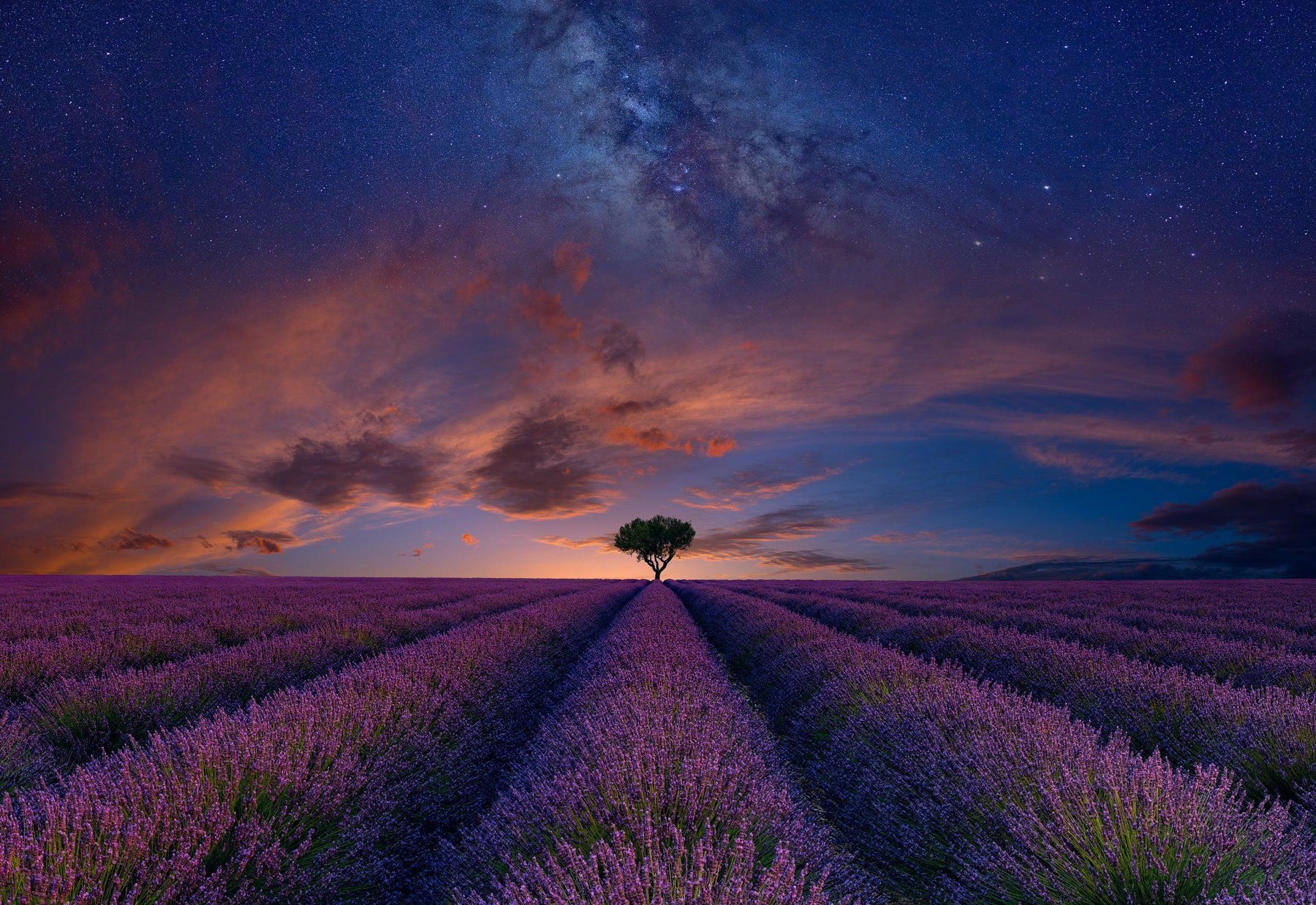 Single tree in the middle of rows of purple lavender under a cloudy sky filled with stars and the milky way