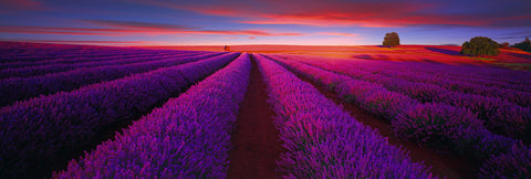 Sun shining over fields filled with rows of lavender bushes and two trees in Nabowla Australia